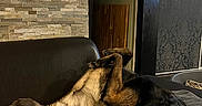 Venum participe au concours pour gagner de l'argent avec cette photo : dog, lying_down, couch, indoor, blanket, stone_wall, relaxed, pet, canine, fur, paw, smiling, teeth, resting, home, cozy, furniture, black_brown_fur, tongue_out, comfortable