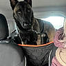 alert, animal, backseat, belgian_malinois, car, curious, dog, harness, headrest, indoor, jacket, leash, person, pet, restraint, scarf, seat, transportation, travel, window