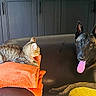 Venum participe au concours pour gagner de l'argent avec cette photo : alert, animal, blanket, brown_dog, cabinet, cat, companion, couch, cozy, dog, friendly, furniture, home, indoor, orange_blanket, pet, relaxed, tabby_cat, tongue_out, yellow_blanket