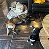 Venum a rejoint le concours — aidez-le/la à gagner de superbes lots ! dog, cat, floor, tile, blanket, sofa, living_room, pet, resting, animal, indoor, brown_dog, black_and_white_cat, grey_dog, wooden_table, relaxing, furniture, domestic_animal, companion