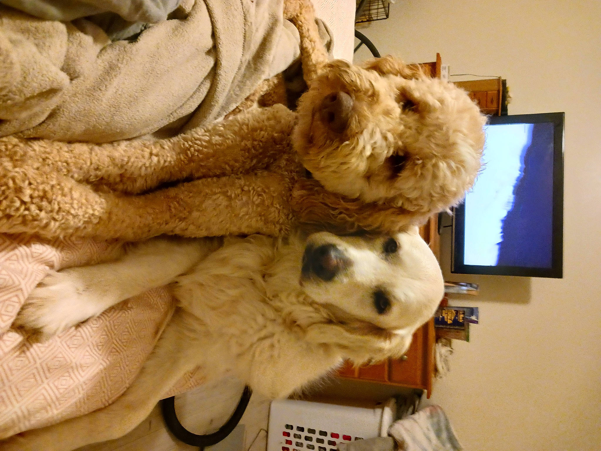 Nash is registered to the contest to win money with this photo: canidae, carnivore, companion_dog, computer, dog, dog_breed, fawn, felidae, fur, linens, personal_computer, plush, room, snout, sporting_group, stuffed_toy, television, terrier, toy, toy_dog