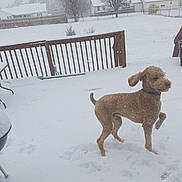 Nash is registered to the contest to win money with this photo: animal, canine, cold, collar, curly_fur, daytime, deck, dog, fence, footprints, fur, house, outdoor, pet, playing, snow, snowfall, suburban, tree, winter