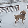 animal, canine, cold, collar, curly_fur, daytime, deck, dog, fence, footprints, fur, house, outdoor, pet, playing, snow, snowfall, suburban, tree, winter