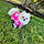 Chancho