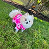 animal, canine, cute, dog, fence, fluffy, fur, grass, greenery, nature, outdoor, pet, pink_sweater, playful, pomeranian, portrait, small_dog, sunlight, tree, yard