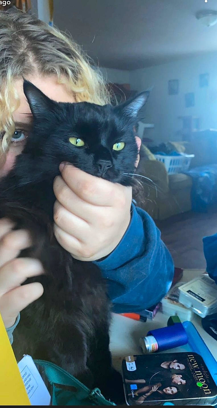 Jupiter joined the competition — help win amazing prizes! black_cat, blue, bombay, carnivore, cat, claw, comfort, domestic_short_haired_cat, electric_blue, eye, felidae, fur, gesture, iris, lap, small_to_medium_sized_cats, snout, tail, whiskers