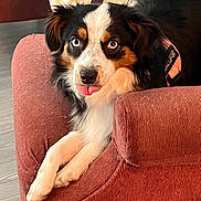 Meadow is registered to the contest to win money with this photo: animal, armchair, canine, closeup, cozy, cute, dog, expression, fur, furniture, harness, indoor, looking_at_camera, pet, playful, relaxed, resting, support_harness, tongue_out, tricolor