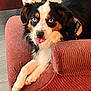animal, armchair, canine, closeup, cozy, cute, dog, expression, fur, furniture, harness, indoor, looking_at_camera, pet, playful, relaxed, resting, support_harness, tongue_out, tricolor