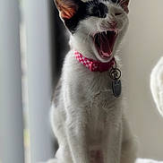 Meowsalia is registered to the contest to win money with this photo: cat, black_and_white, yawning, collar, pink_collar, pet_tag, indoor, soft_light, blurred_background, feline, sitting, fur, whiskers, ears, mouth_open, teeth, cute, domestic_cat, pet, animal