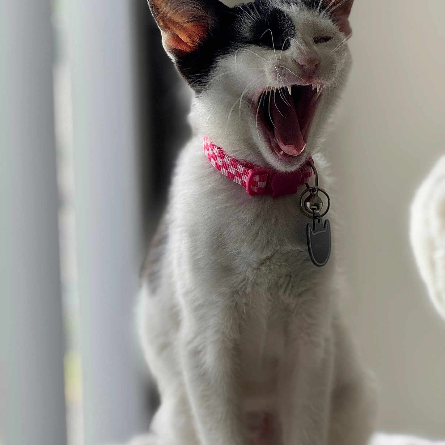 Meowsalia is registered to the contest to win money with this photo: animal, black_and_white, blurred_background, cat, collar, cute, domestic_cat, ears, feline, fur, indoor, mouth_open, pet, pet_tag, pink_collar, sitting, soft_light, teeth, whiskers, yawning