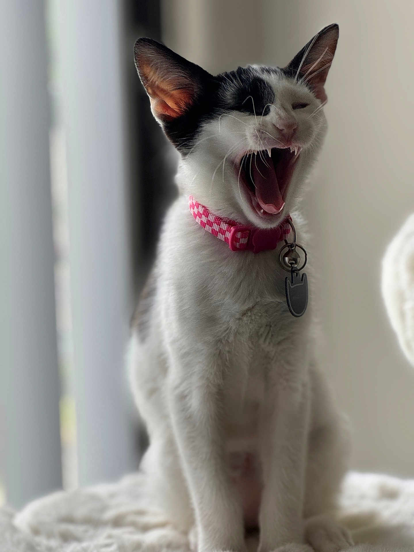 Meowsalia is registered to the contest to win money with this photo: cat, black_and_white, yawning, collar, pink_collar, pet_tag, indoor, soft_light, blurred_background, feline, sitting, fur, whiskers, ears, mouth_open, teeth, cute, domestic_cat, pet, animal