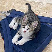 Bentley participe au concours pour gagner de l'argent avec cette photo : kitten, cat, backpack, blue, floor, tile, pet, young, fur, whiskers, ears, paws, indoor, cute, small, animal, domestic, resting, looking_up, curious