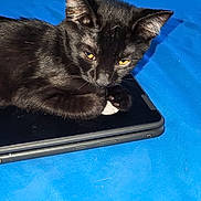 Bebo joined the competition — help win amazing prizes! animal, bed, bedroom, black_cat, blue_blanket, cat, cozy, ears, fan, feline, fur, indoor, paw, person_arm, pet, relaxed, resting, tablet, whiskers, window_blinds