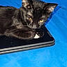 animal, bed, bedroom, black_cat, blue_blanket, cat, cozy, ears, fan, feline, fur, indoor, paw, person_arm, pet, relaxed, resting, tablet, whiskers, window_blinds