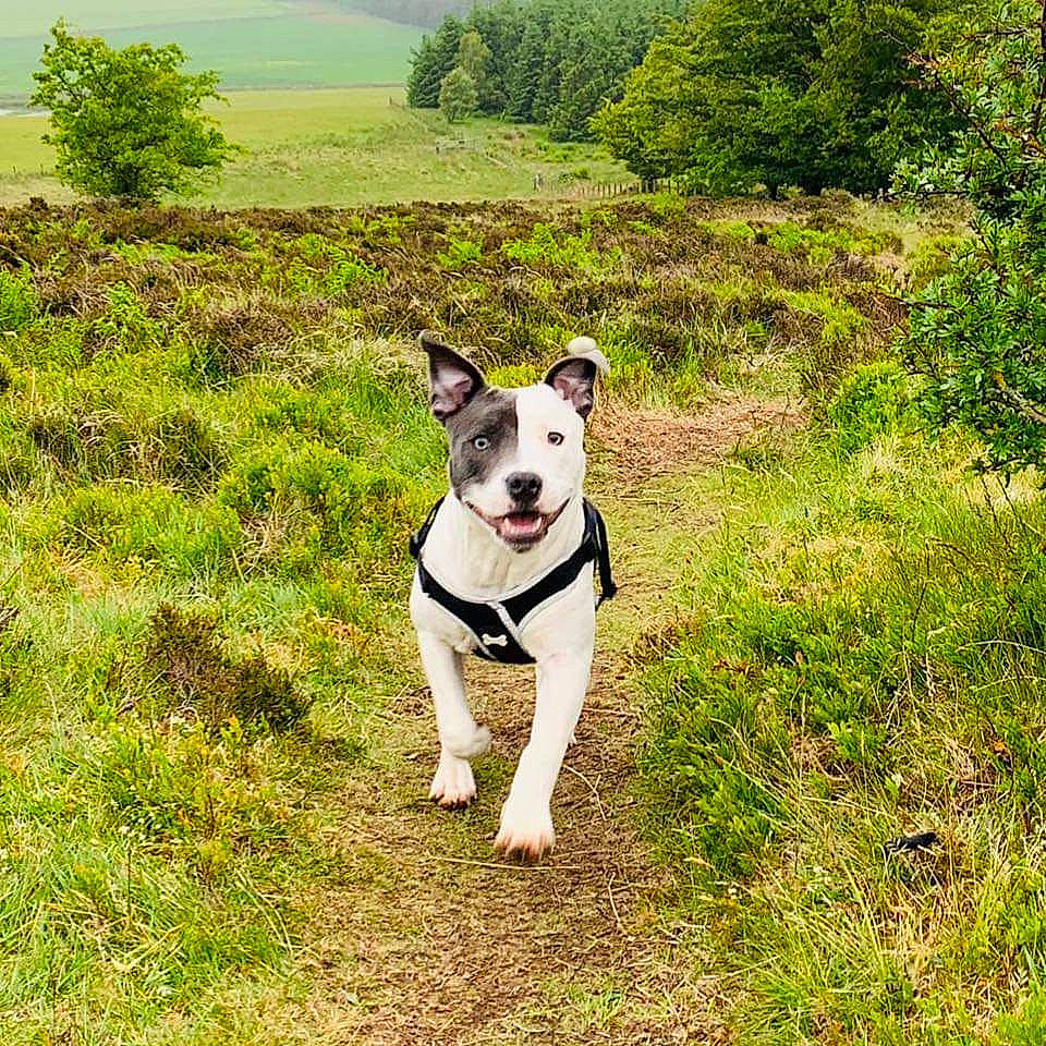 Cuba joined the competition — help win amazing prizes! adventure, american_staffordshire_terrier, bull_and_terrier, canidae, carnivore, dog, dog_breed, grass, mammal, non_sporting_group, plant, rare_breed_dog, sporting_group, terrier, tree, vertebrate, walking