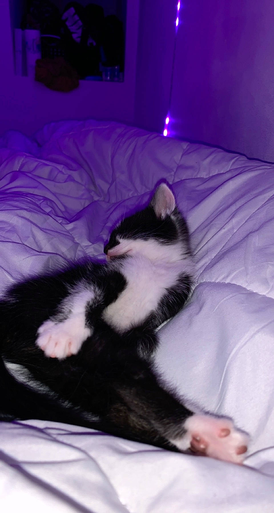 Oreo participe au concours pour gagner de l'argent avec cette photo : bed, carnivore, cat, cat_supply, claw, comfort, companion_dog, dog_breed, felidae, foot, fur, lap, magenta, nap, paw, purple, room, small_to_medium_sized_cats, tail, whiskers