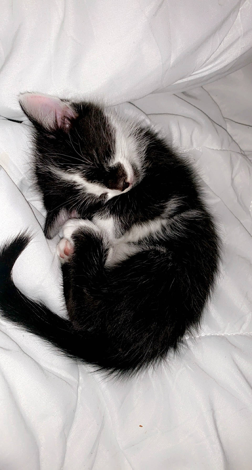 Oreo participe au concours pour gagner de l'argent avec cette photo : carnivore, cat, cat_bed, cat_supply, claw, comfort, domestic_short_haired_cat, felidae, foot, fur, gesture, grey, monochrome, monochrome_photography, paw, sitting, small_to_medium_sized_cats, style, tail, whiskers