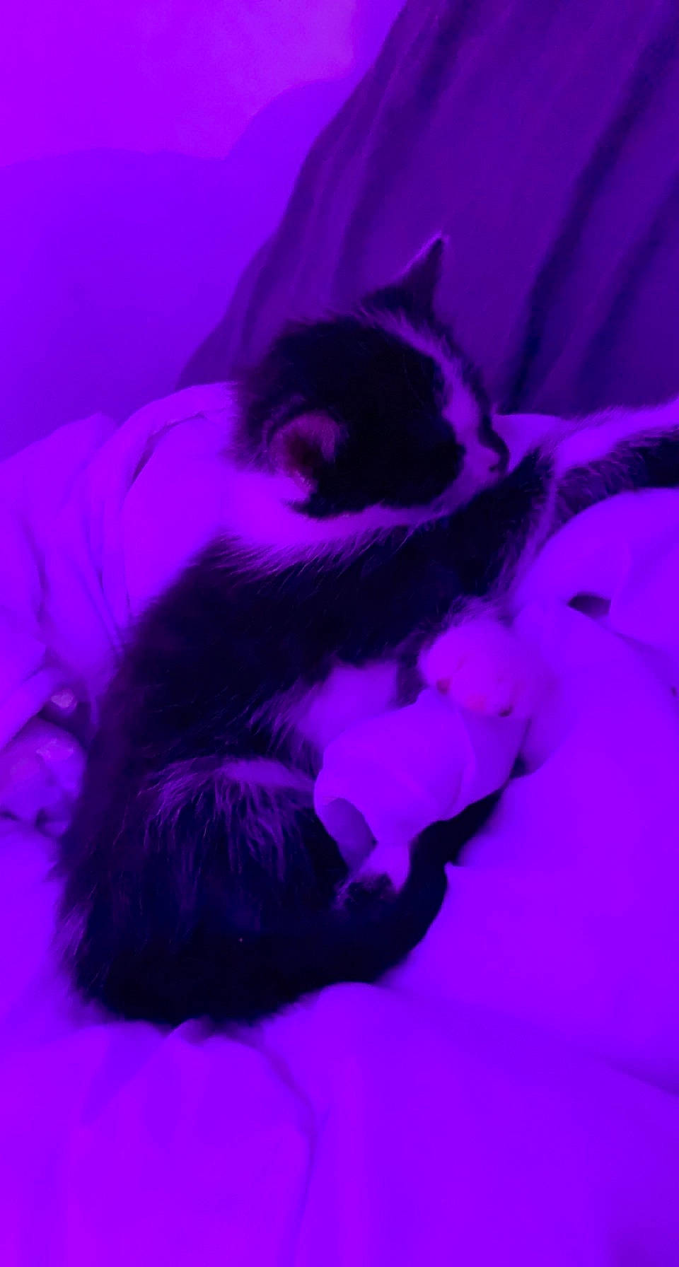 Oreo participe au concours pour gagner de l'argent avec cette photo : carnivore, cat, comfort, companion_dog, dog_breed, dress, electric_blue, felidae, fur, gesture, magenta, paw, petal, pink, purple, small_to_medium_sized_cats, snout, tail, violet, whiskers