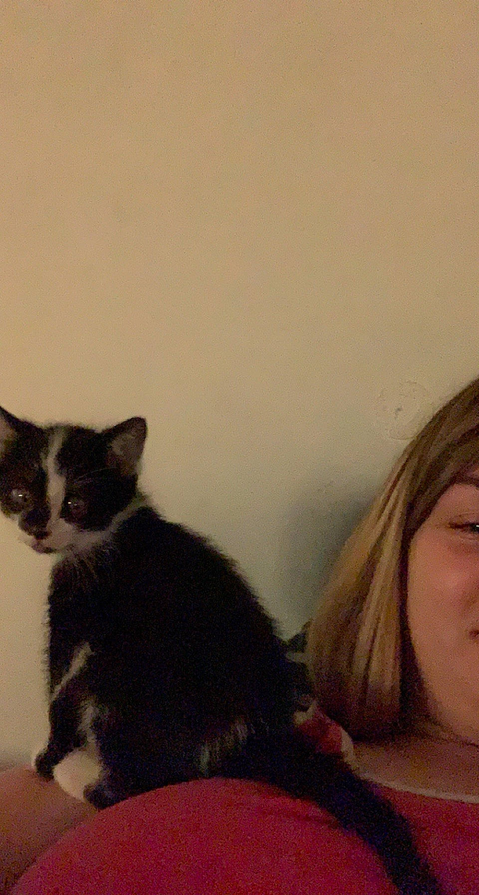 Oreo participe au concours pour gagner de l'argent avec cette photo : black_cat, carnivore, cat, comfort, domestic_short_haired_cat, ear, eyebrow, eyelash, felidae, fur, gesture, happy, iris, neck, nose, sitting, small_to_medium_sized_cats, snout, tail, whiskers