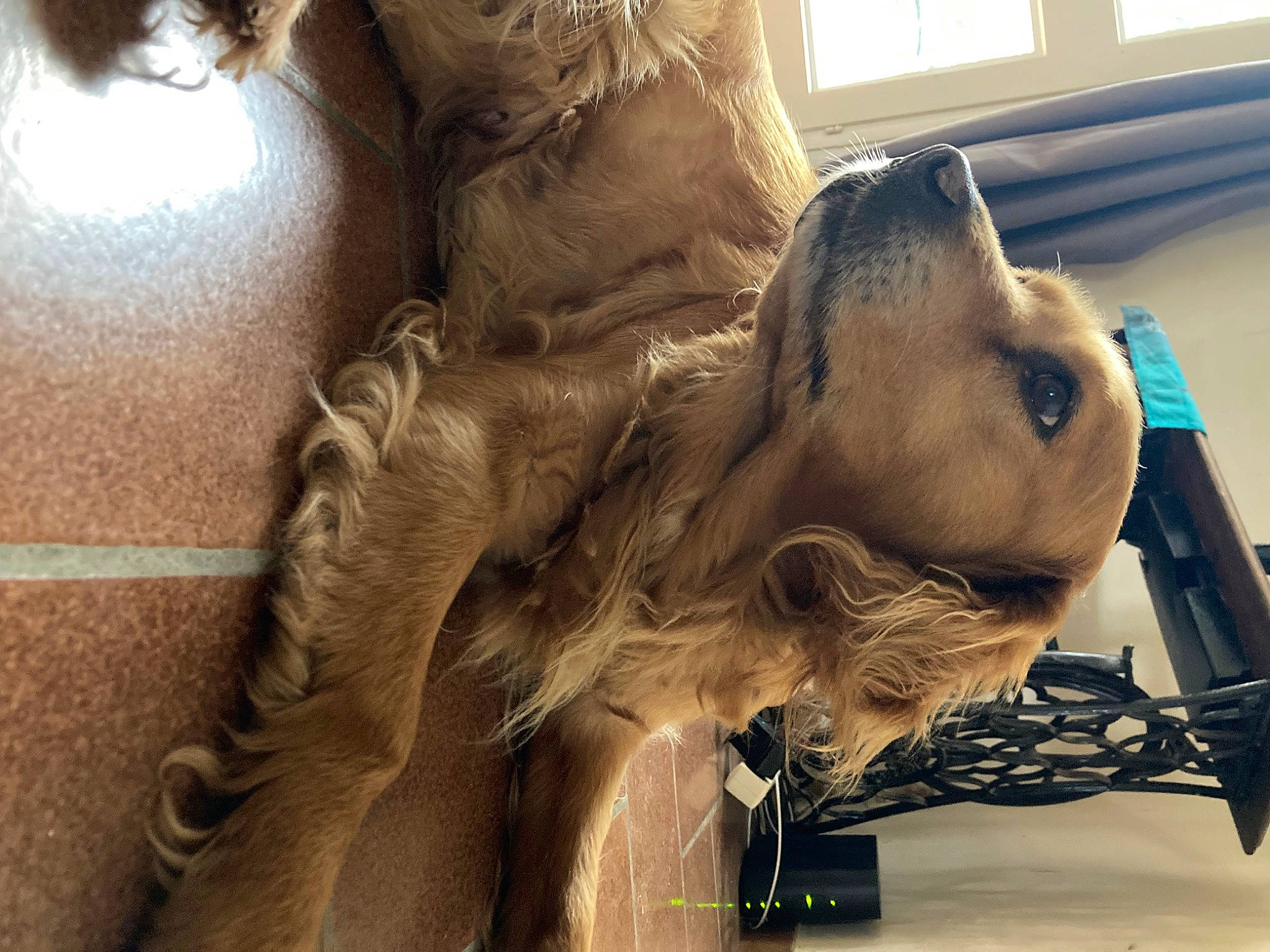 Hermione a rejoint le concours — aidez-le/la à gagner de superbes lots ! brown_hair, canidae, carnivore, comfort, companion_dog, dog, dog_breed, dress, fawn, flooring, fur, hairstyle, liver, long_hair, sitting, snout, sporting_group, whiskers, wood, working_animal