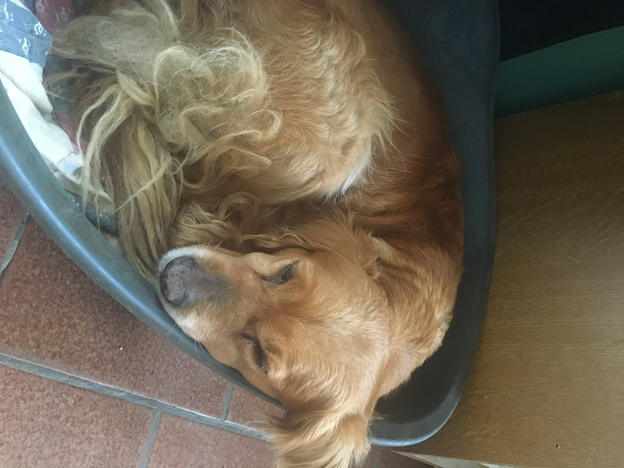 Hermione a rejoint le concours — aidez-le/la à gagner de superbes lots ! canidae, carnivore, companion_dog, dog, dog_breed, fawn, floor, flooring, fur, hardwood, liver, small_terrier, snout, sporting_group, terrestrial_animal, terrier, toy_dog, whiskers, wood, working_animal