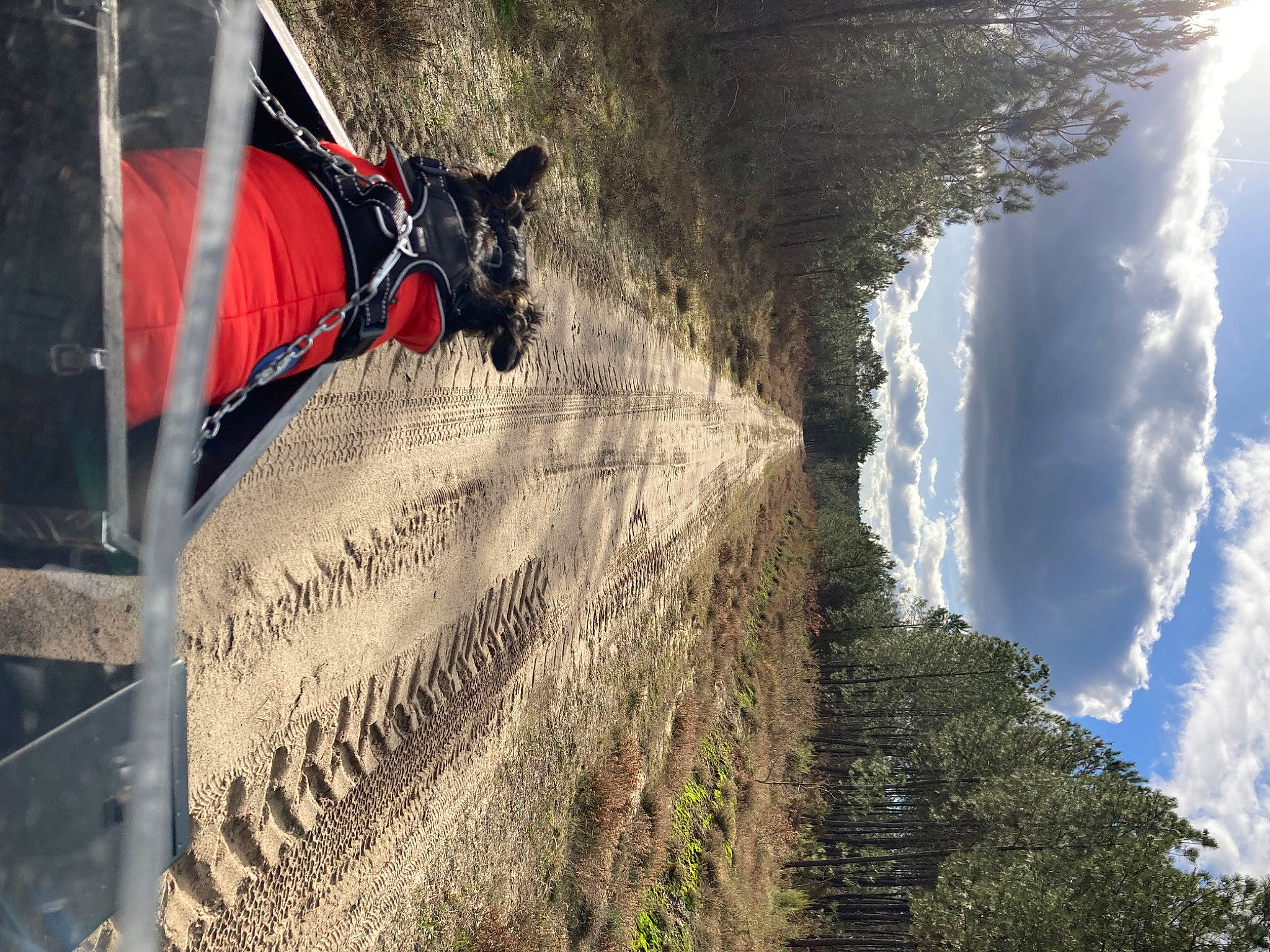 Zou a rejoint le concours — aidez-le/la à gagner de superbes lots ! cloud, cumulus, flag, geological_phenomenon, grass, landscape, leaf, mountain, plant, reflection, rock, shadow, sky, soil, sunlight, tints_and_shades, tree, trunk, winter, wood