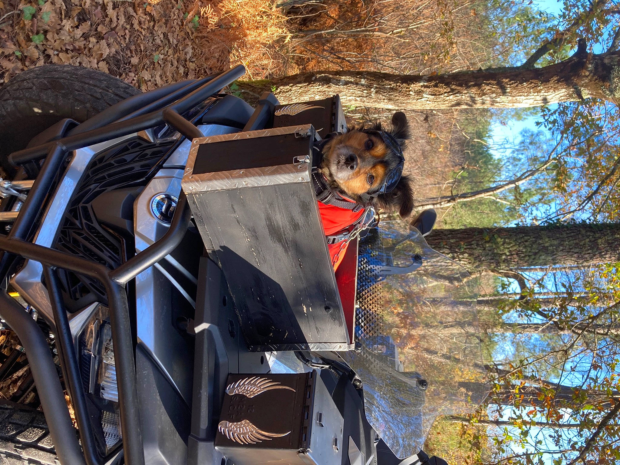 Zou a rejoint le concours — aidez-le/la à gagner de superbes lots ! auto_part, automotive_exterior, automotive_tire, automotive_wheel_system, bicycle_handlebar, bumper, leisure, metal, motor_vehicle, plant, recreation, sky, soil, tree, trunk, twig, vehicle, vehicle_door, winter, wood