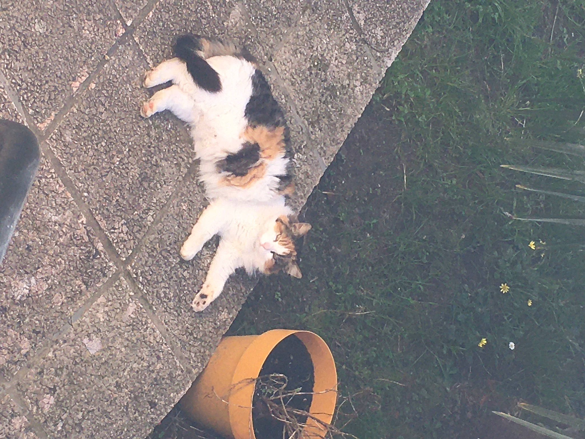 Zoe a rejoint le concours — aidez-le/la à gagner de superbes lots ! asphalt, carnivore, companion_dog, darkness, dog, dog_breed, fawn, fur, grass, paw, puppy, road_surface, shadow, sidewalk, sky, snout, soil, tail, tints_and_shades, toy_dog