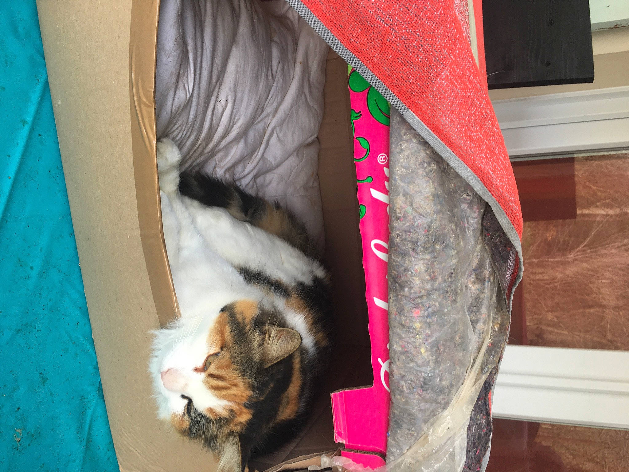 Zoe participe au concours pour gagner de l'argent avec cette photo : canidae, carnivore, cat, collar, comfort, domestic_short_haired_cat, fashion_accessory, fawn, felidae, fur, pet_supply, plant, room, small_to_medium_sized_cats, sporting_group, tail, textile, tree, whiskers, wood