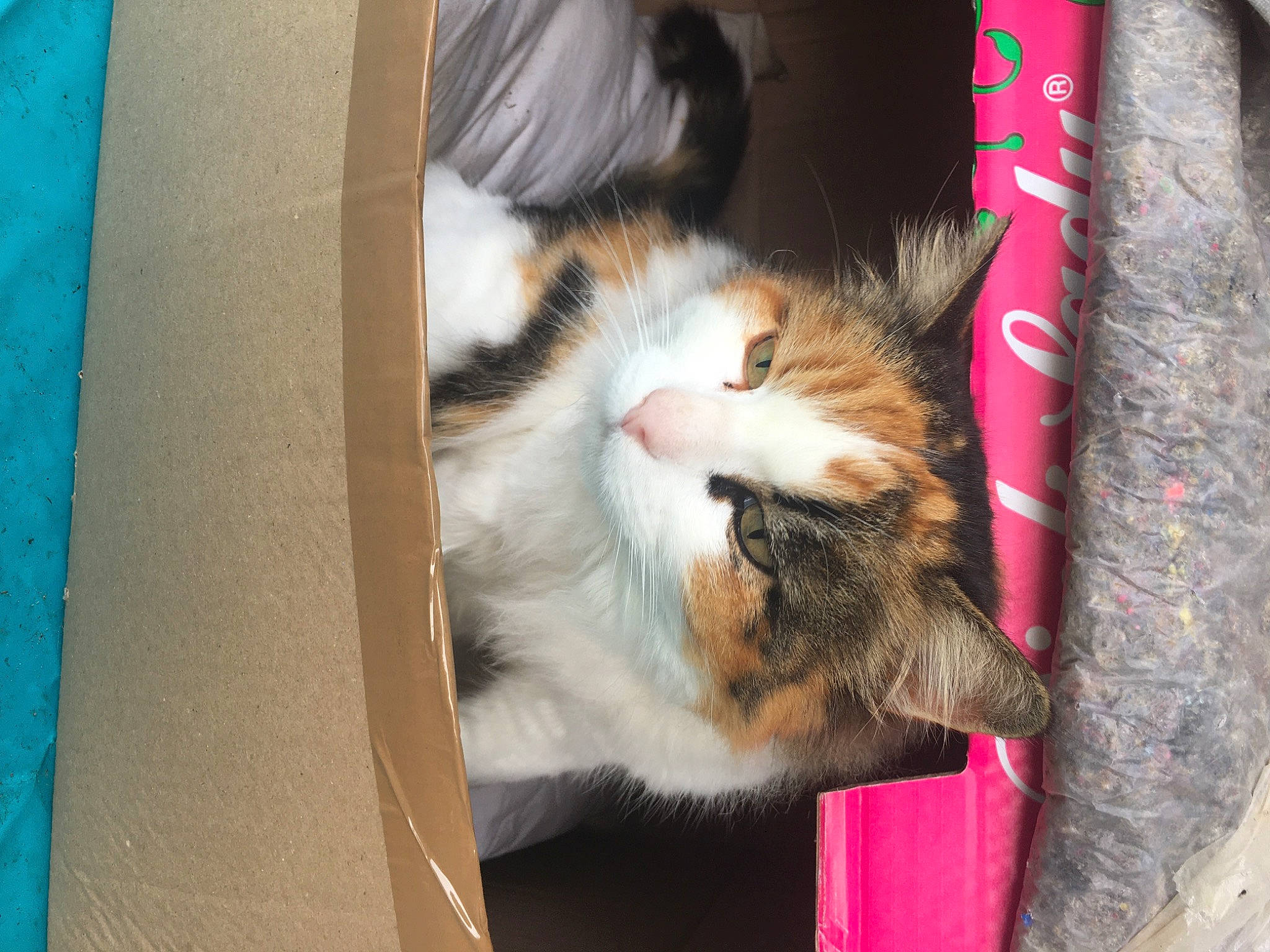 Zoe a rejoint le concours — aidez-le/la à gagner de superbes lots ! carnivore, cat, comfort, domestic_short_haired_cat, felidae, fur, paw, small_to_medium_sized_cats, tail, textile, whiskers, wood