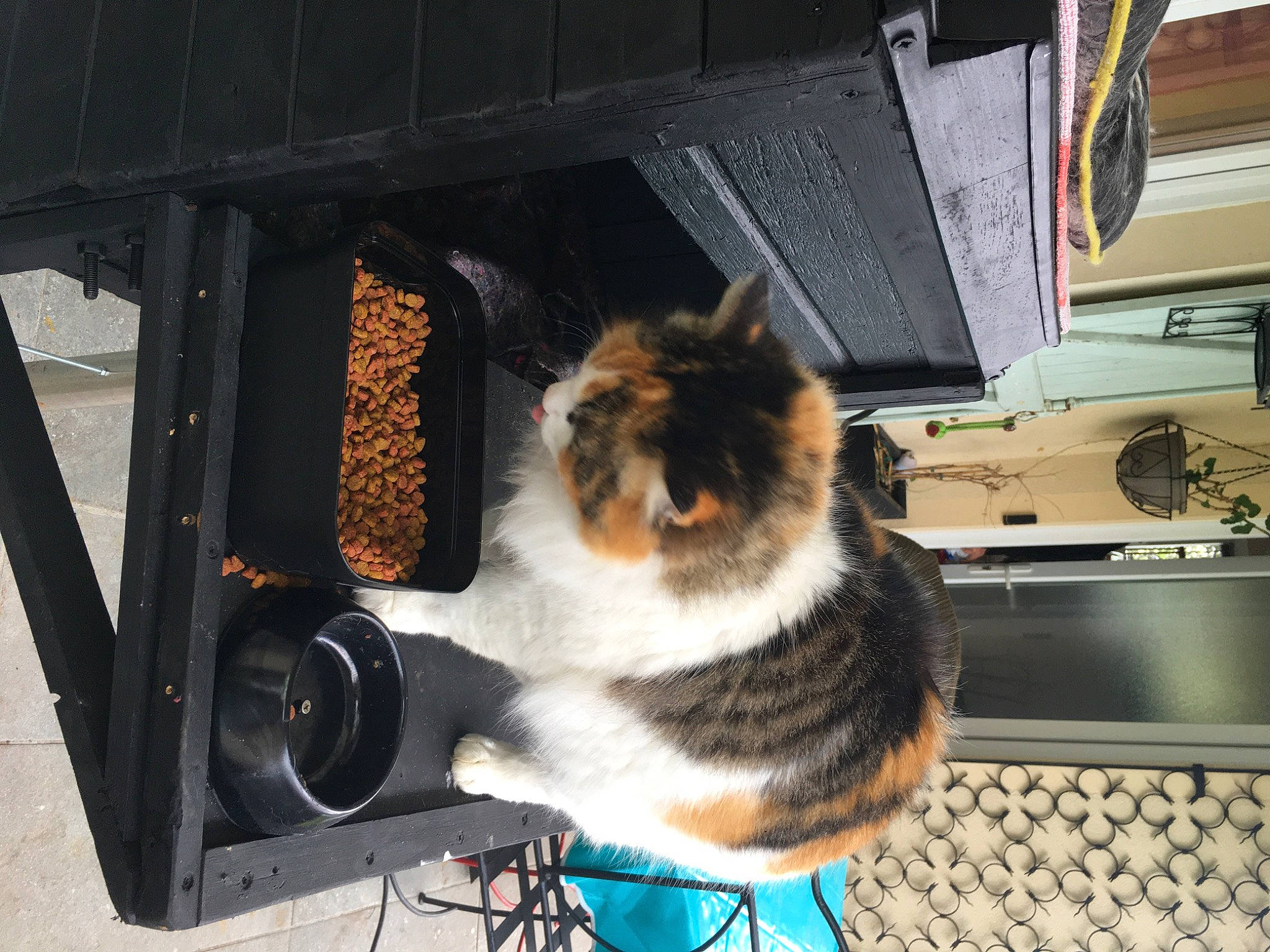 Zoe a rejoint le concours — aidez-le/la à gagner de superbes lots ! canidae, carnivore, cat, companion_dog, computer_keyboard, dog_breed, domestic_short_haired_cat, fawn, felidae, fur, gas, gas_stove, input_device, kitchen_appliance, small_to_medium_sized_cats, snout, sporting_group, tail, whiskers, wood