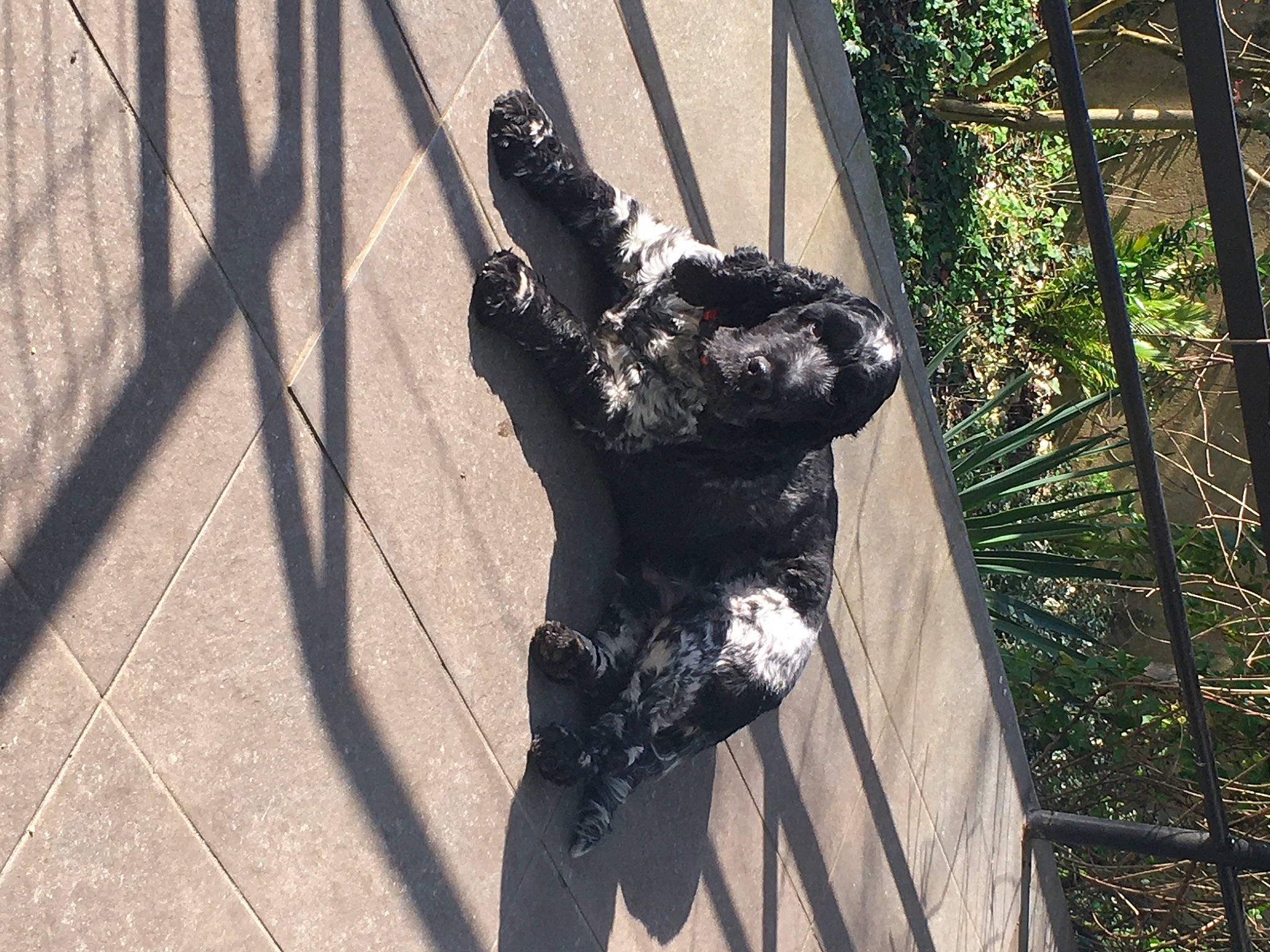 Pirate a rejoint le concours — aidez-le/la à gagner de superbes lots ! art, beak, felidae, fence, fur, grass, human_leg, metal, plant, road_surface, sculpture, shadow, snout, statue, tail, tints_and_shades, tree, trunk, wing, wood