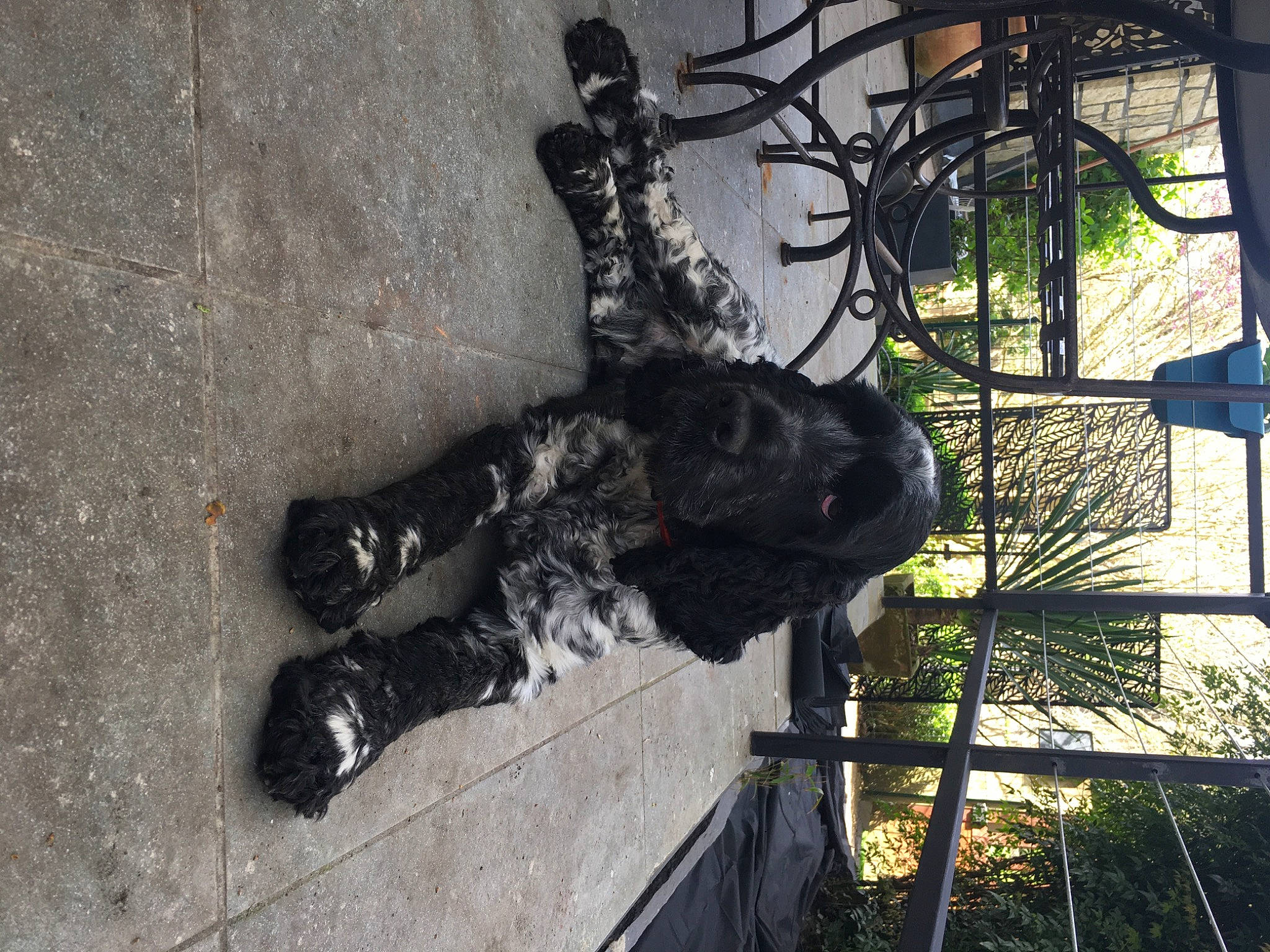 Pirate a rejoint le concours — aidez-le/la à gagner de superbes lots ! art, asphalt, concrete, dog_breed, felidae, fur, metal, plant, road_surface, shadow, small_to_medium_sized_cats, sporting_group, tail, tree, visual_arts, wood