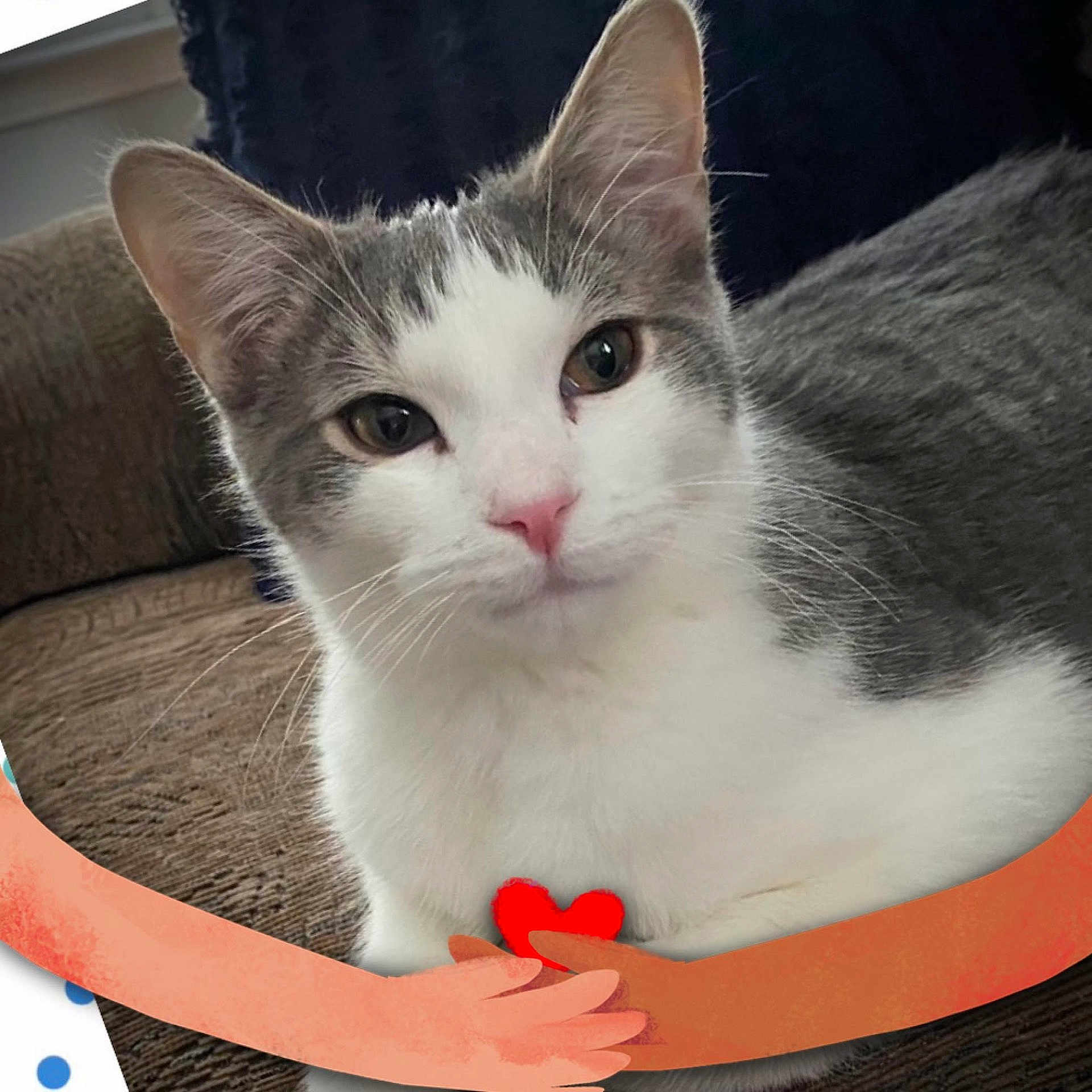 Teddy joined the competition — help win amazing prizes! cat, gray_and_white, pet, indoor, couch, furniture, closeup, face, fur, whiskers, pink_nose, relaxed, domestic_animal, cute, animal, illustration, heart, hug, digital_art, cozy
