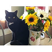Booboo joined the competition — help win amazing prizes! black_cat, cat, sunflowers, flowers, mug, table, indoor, yellow_eyes, plant, floral_mug, pet, animal, feline, domestic_cat, window, chair, home, still_life, nature, bright