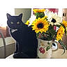animal, black_cat, bright, cat, chair, domestic_cat, feline, floral_mug, flowers, home, indoor, mug, nature, pet, plant, still_life, sunflowers, table, window, yellow_eyes