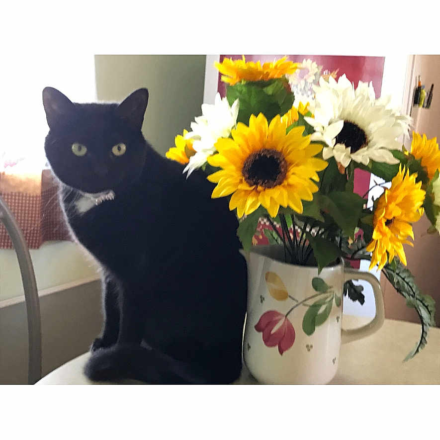 Booboo joined the competition — help win amazing prizes! black_cat, cat, sunflowers, flowers, mug, table, indoor, yellow_eyes, plant, floral_mug, pet, animal, feline, domestic_cat, window, chair, home, still_life, nature, bright