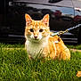 Biscuit is registered to the contest to win money with this photo: cat, orange_cat, pet, grass, leash, collar, car, vehicle_reflection, portrait, outdoor, whiskers, feline, green_grass, closeup, sitting, eyes, face, shallow_depth_of_field, tag, sunlight