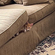 Biscuit is registered to the contest to win money with this photo: cat, orange_tabby, sofa, cushion, peeking, paw, upholstery, living_room, rug, patterned_rug, cozy, pet, hide_and_seek, pillow, furniture, home_interior, cute, texture, small_animal, portrait