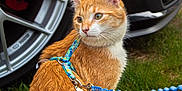 Biscuit joined the competition — help win amazing prizes! cat, orange_tabby, ginger_cat, pet, harness, leash, grass, alloy_wheel, brake_caliper, car, parked_car, reflection, outdoor, sitting, portrait, close_up, fur, id_tag, collar, wheel_spokes