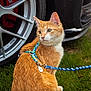 cat, orange_tabby, ginger_cat, pet, harness, leash, grass, alloy_wheel, brake_caliper, car, parked_car, reflection, outdoor, sitting, portrait, close_up, fur, id_tag, collar, wheel_spokes