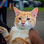 Biscuit joined the competition — help win amazing prizes! cat, ginger_cat, pet, close_up, portrait, whiskers, ears, paws, human_hand, arm, glasses, person, blurred_people, car, parking_lot, bokeh, outdoor, green_background, pavement, watermark