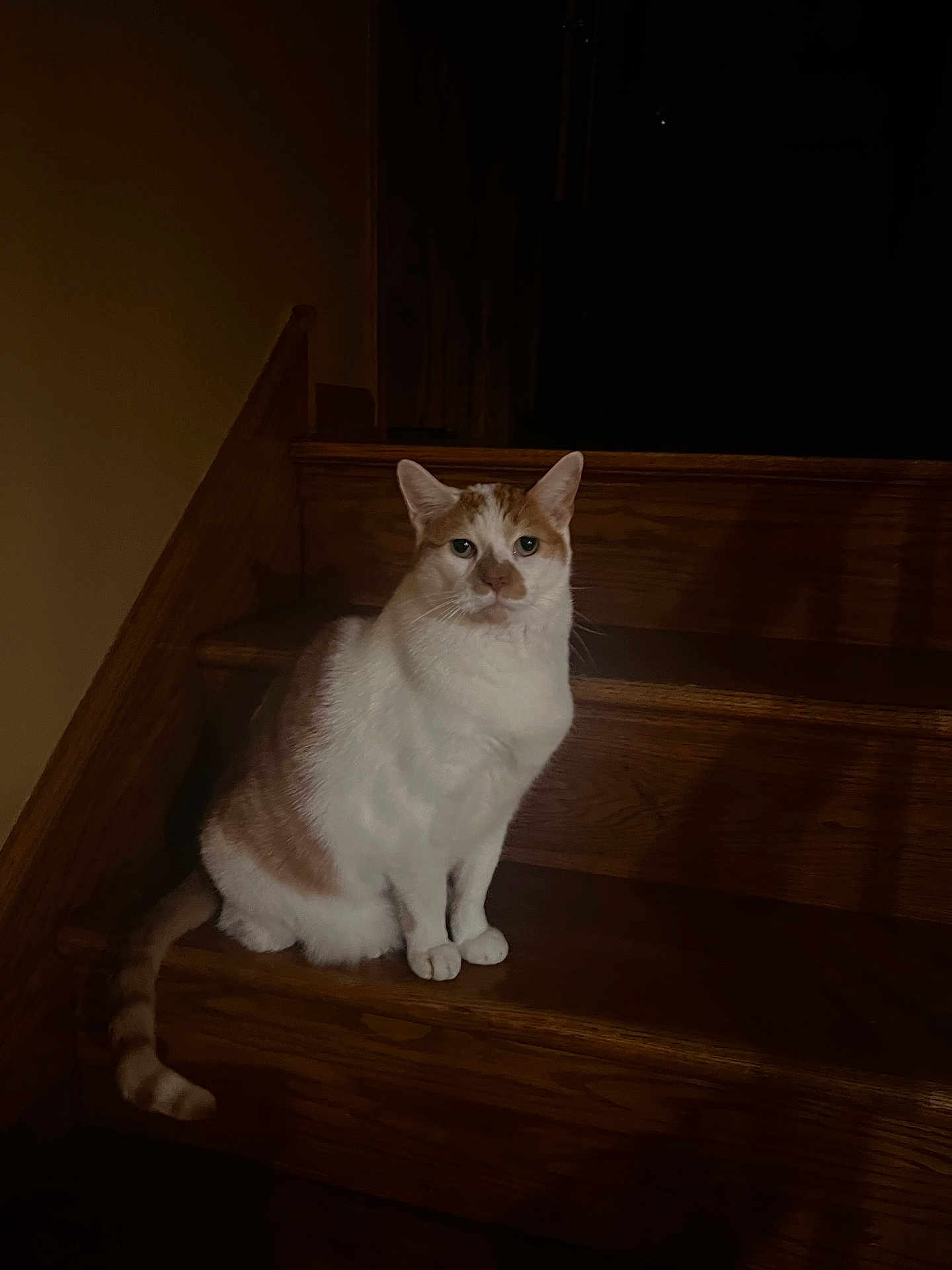 Echo