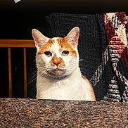 Echo joined the competition — help win amazing prizes! cat, orange_and_white_cat, indoor, tabletop, granite_countertop, blanket, furniture, pet, animal, portrait, domestic_cat, whiskers, ears, face, sitting, looking, closeup, fur, collar, household