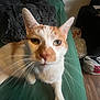 Echo is registered to the contest to win money with this photo: cat, orange, white, pet, indoor, close_up, whiskers, fur, curious, green_bedspread, blanket, plastic_bags, floor, wooden_floor, ear, face, paw, animal, domestic, feline