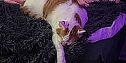 Echo is registered to the contest to win money with this photo: cat, sleeping, bed, blanket, quilt, fur, orange, white, cozy, indoor, resting, pet, soft, purple_light, fluffy, feline, comfortable, relaxed, domestic_animal, nap