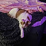 cat, sleeping, bed, blanket, quilt, fur, orange, white, cozy, indoor, resting, pet, soft, purple_light, fluffy, feline, comfortable, relaxed, domestic_animal, nap