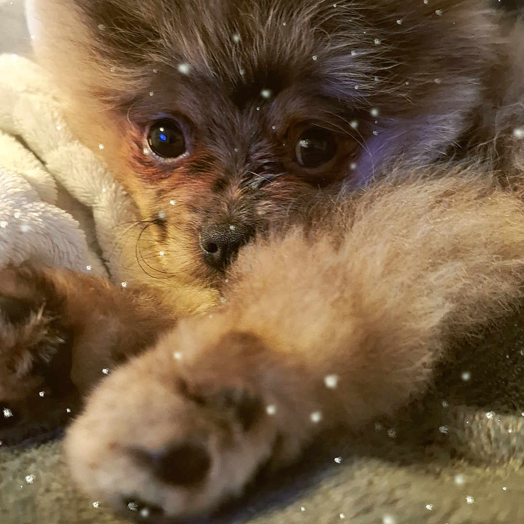 Alya a rejoint le concours — aidez-le/la à gagner de superbes lots ! adorable, animal, blanket, brown, closeup, cozy, cute, dog, eyes, face, fluffy, fur, indoors, paw, pet, puppy, sleepy, soft, warm, young