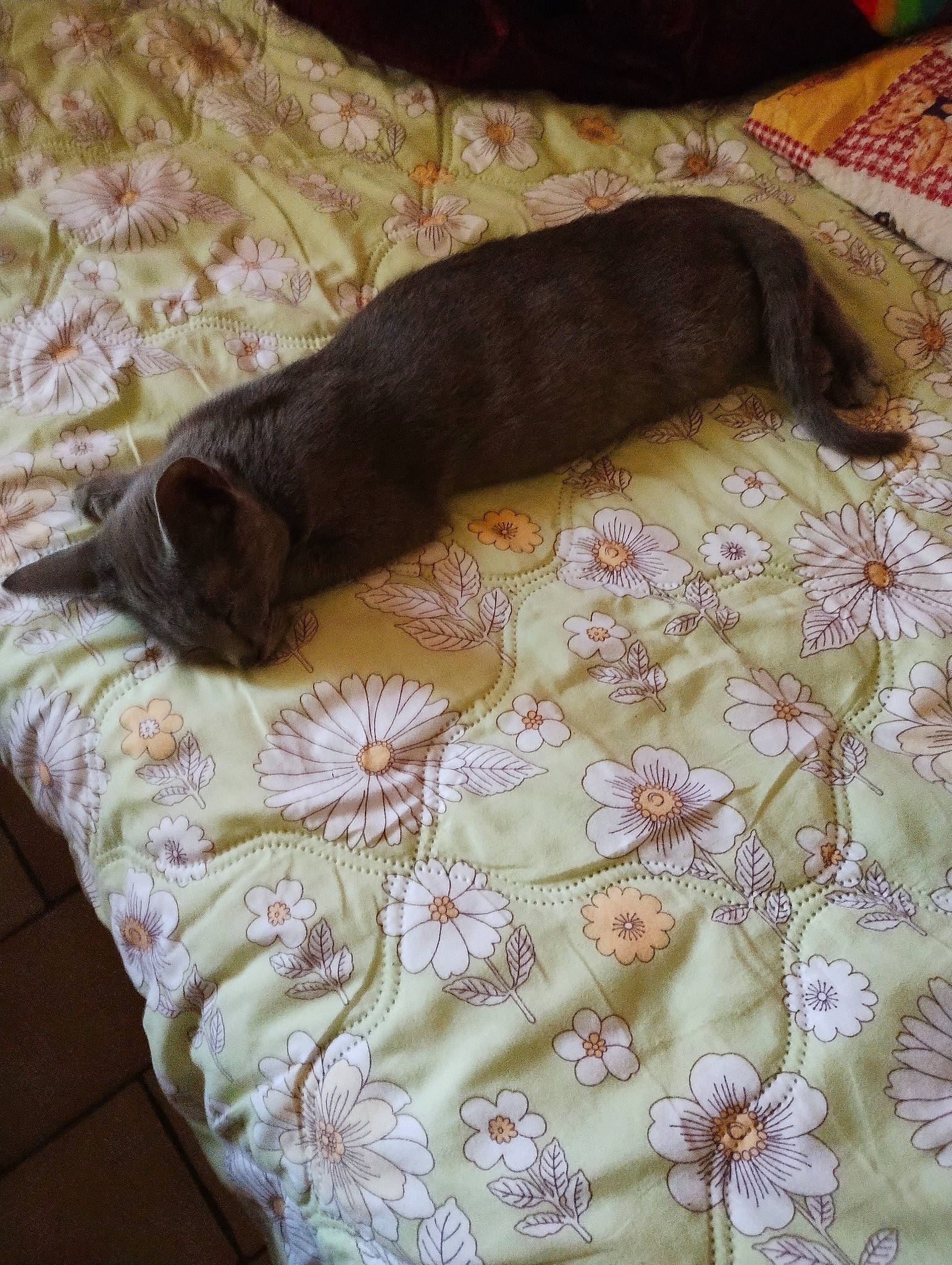 Buzz a rejoint le concours — aidez-le/la à gagner de superbes lots ! bed, bed_sheet, bedding, canidae, carnivore, comfort, companion_dog, dog, dog_breed, fawn, felidae, fur, linens, nap, pattern, small_to_medium_sized_cats, sporting_group, tail, terrestrial_animal, whiskers