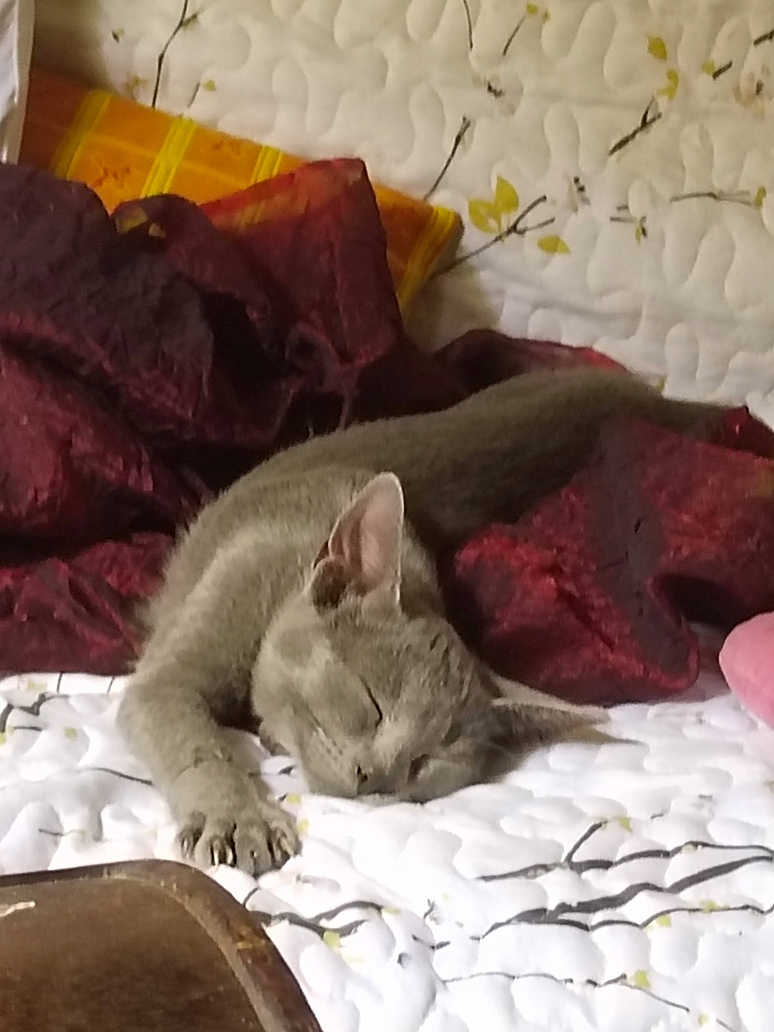 Buzz participe au concours pour gagner de l'argent avec cette photo : bed, bed_sheet, bedding, carnivore, cat, cat_supply, comfort, domestic_short_haired_cat, felidae, fur, grey, linens, mammal, nap, paw, room, small_to_medium_sized_cats, tail, textile, whiskers